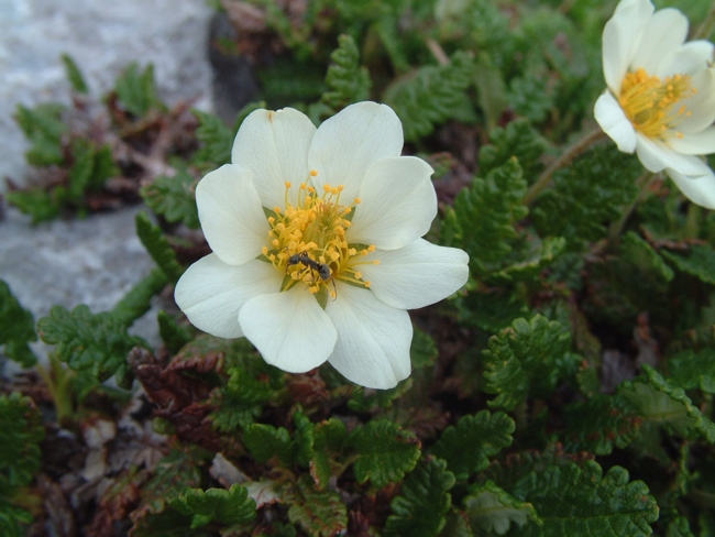 Dryas octopetala / Camedrio alpino